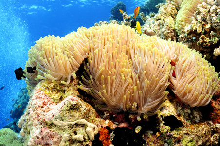 wildlifeanemone海葵照片