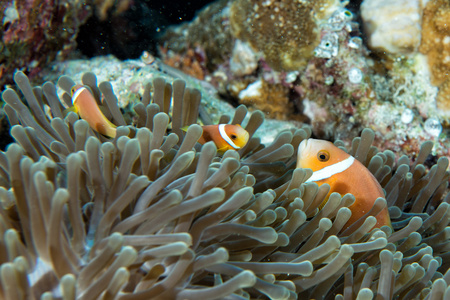 小丑鱼里面绿海葵礁背景