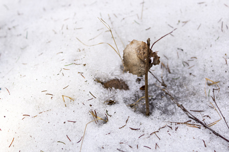 在雪上的叶