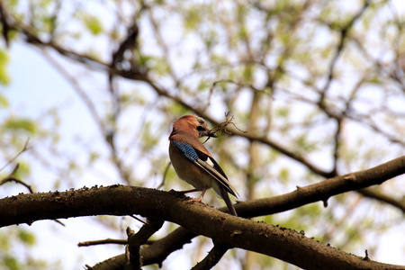 杰伊Garrulus glandarius