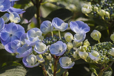 绣球花在花园里