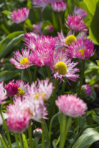 Bellis perennis 哈巴涅拉在花园里