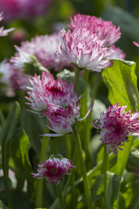 Bellis perennis 哈巴涅拉在花园里