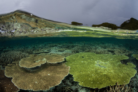 部分的索罗门群岛的珊瑚群