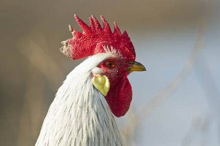 白底黑公鸡公鸡头卡通公鸡玩吉他公鸡有红色的鸡冠和