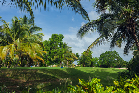 异国情调棕榈海滩度假村的理由。美丽的棕榈树在热带花园