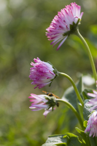 Bellis perennis 哈巴涅拉在花园里