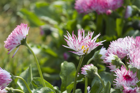 Bellis perennis 哈巴涅拉在花园里