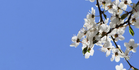 苹果树上的花，背景为蓝色的天空，文本的空间