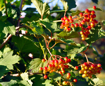荚蒾布什的红色浆果和绿色的树叶