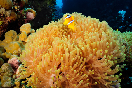 wildlifeanemone海葵照片