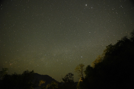 与银河系的森林和树木的夜空