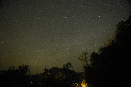 与银河系的森林和树木的夜空