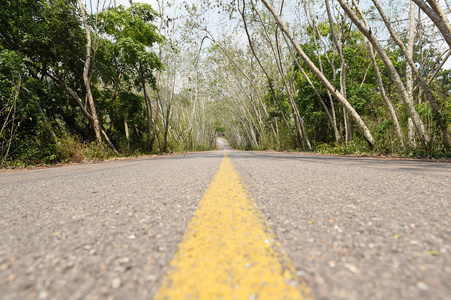 在绿色森林的道路