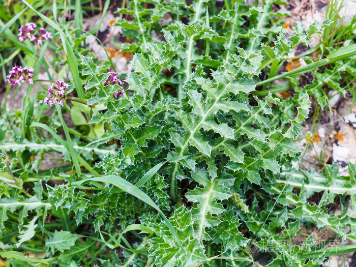在野生草地上的绿色植物的刺叶