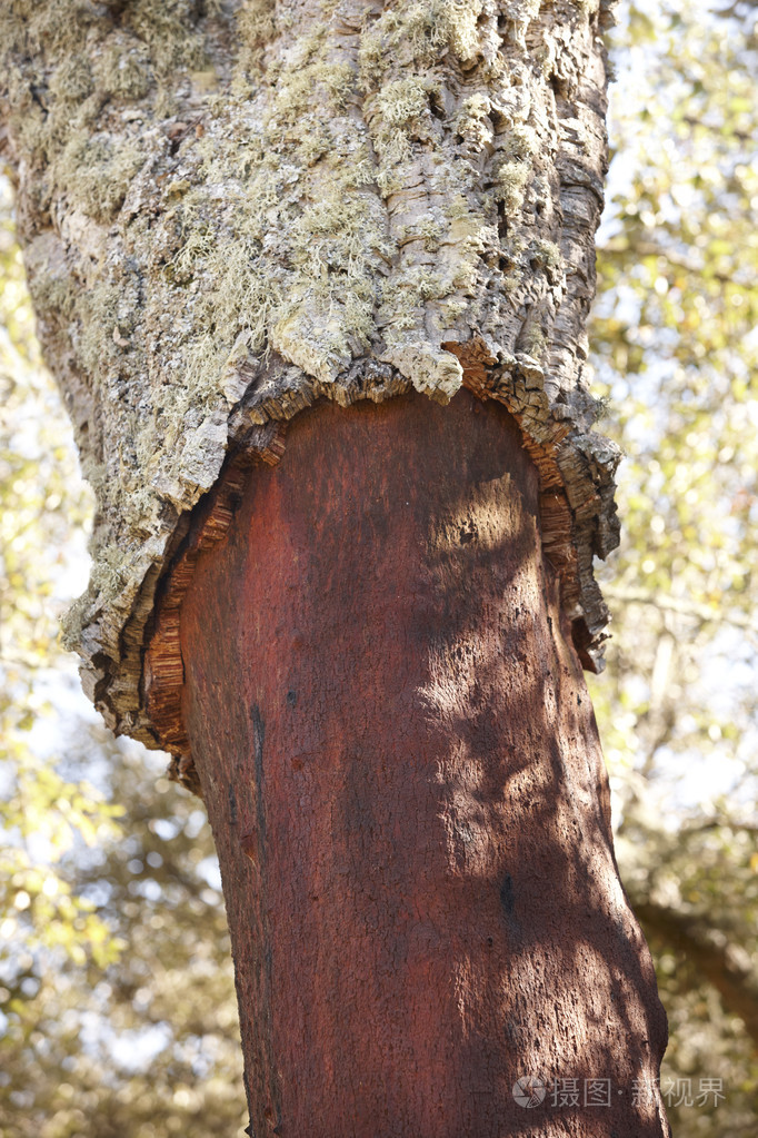 栓皮栎树产地图片
