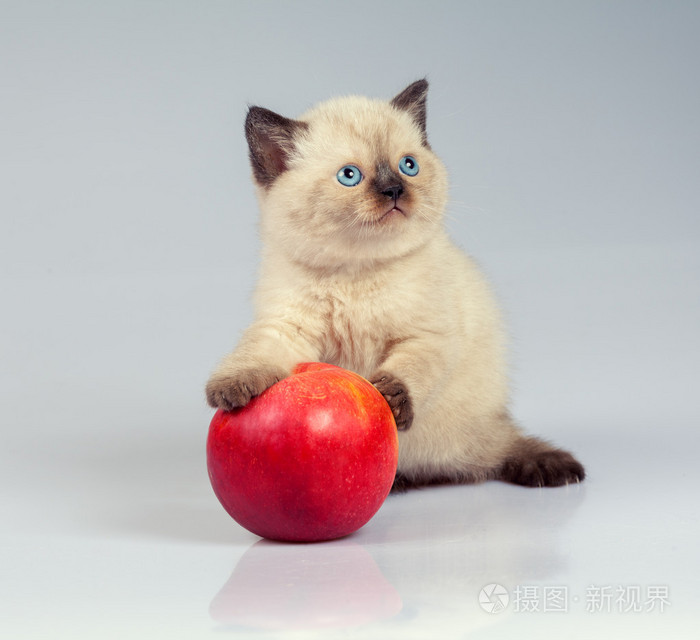 小猫长着红红的苹果