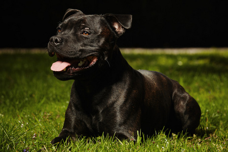 女性英国斯塔福郡斗牛梗斯塔福郡斗牛梗拉布拉多犬和斯塔福郡斗牛梗