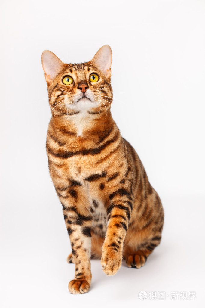 孟加拉猫
