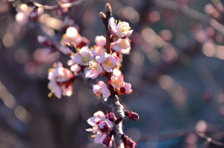 蜜蜂采集花蜜，在樱桃