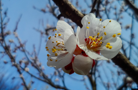 在春天的时候上的白花。果树