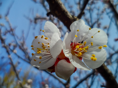 在春天的时候上的白花。果树