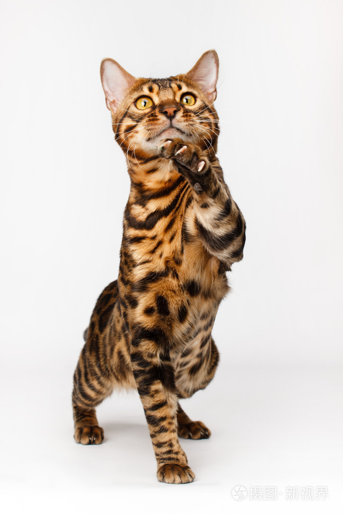 孟加拉猫
