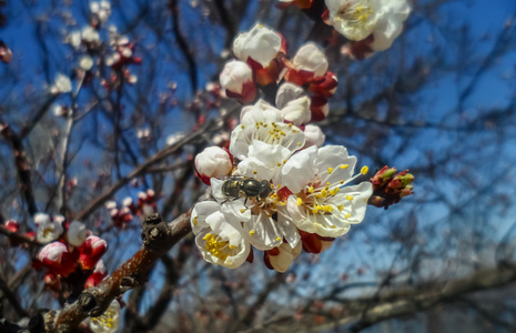 在春天的时候上的白花。果树