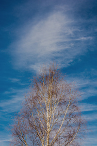 桦木和天空