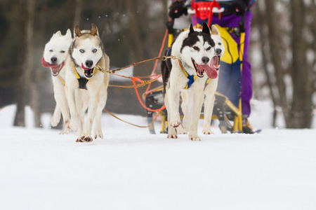 在冬天的雪地上的狗拉雪橇比赛