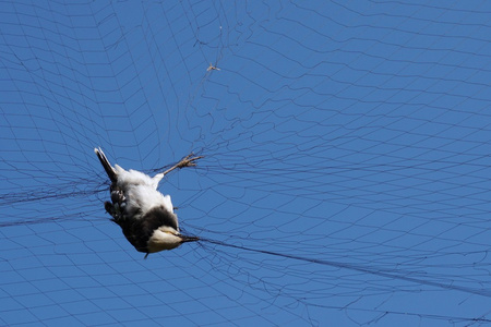 那只死鸟钩住网与蓝蓝的天空照片
