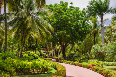 绿色充满异国情调的花园。多米尼加共和国。在热带公园   抽象通路旅行背景