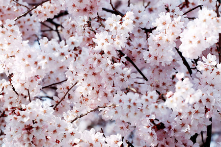 粉红色的樱花绽放在 kawagujiko 棵树上