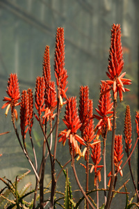 花园里的仙人掌植物