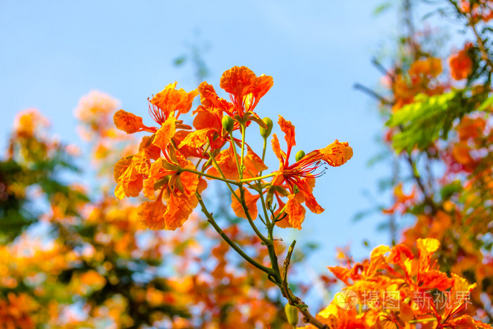 橙色的花树图片