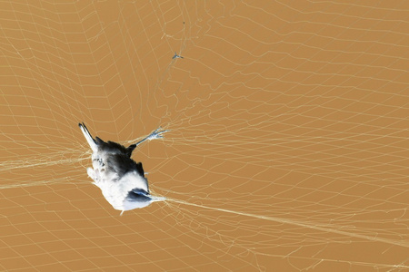 那只死鸟钩住网与棕色背景照片