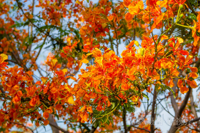 美丽的橙色火焰树花大树