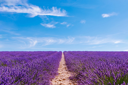 在普罗旺斯，法国 Valensole 附近熏衣草花海