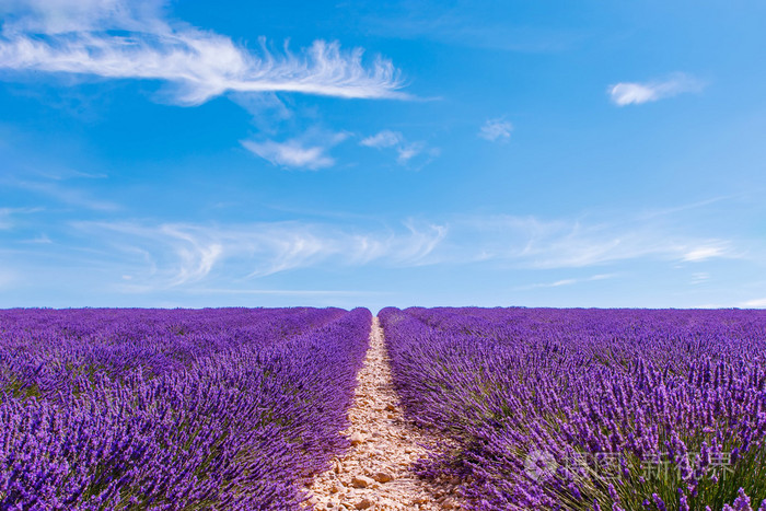 在普罗旺斯法国valensole附近熏衣草花海