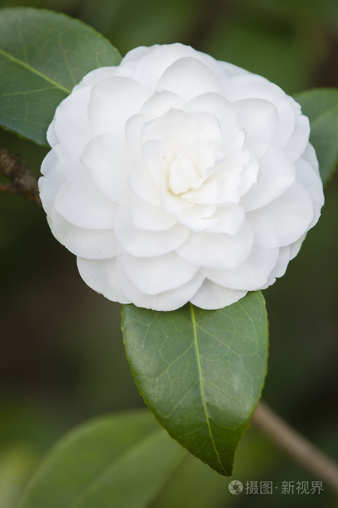 白色山茶花花盛开