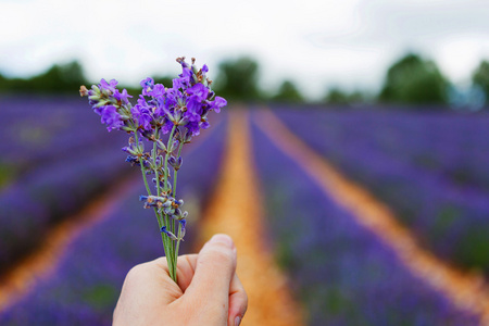 在普罗旺斯，法国的 valensole 附近的薰衣草田