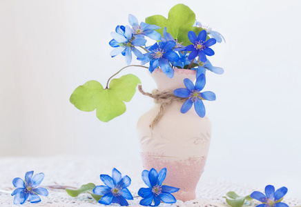 插在花瓶里的蓝色新鲜雪花莲