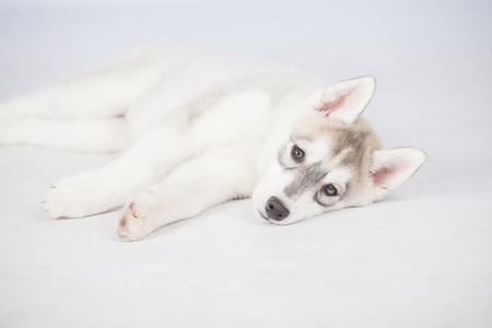 西伯利亚哈士奇猎犬