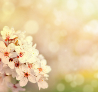 用鲜花和散景的美丽春天樱花树