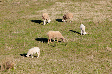在埃斯特雷马杜草地上吃草的羊