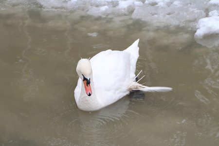 在春天天鹅湖