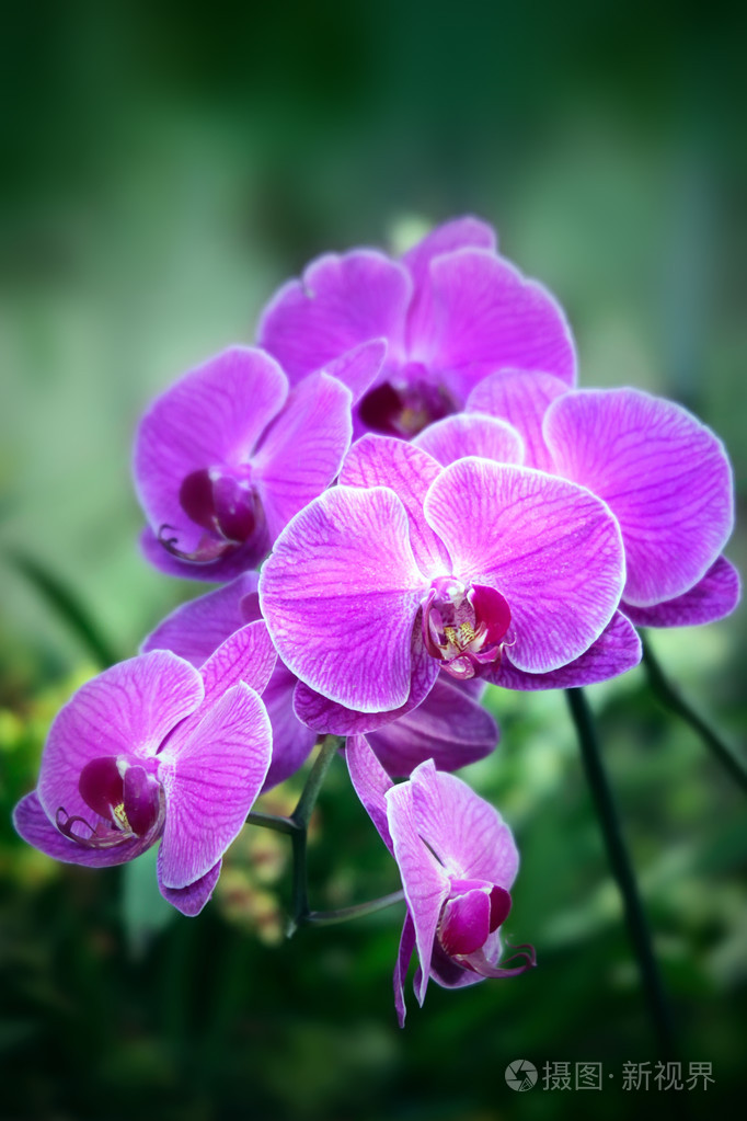 美丽的紫色兰花蝴蝶兰