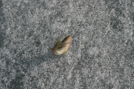 住在冰上活蹦乱跳的鱼照片