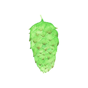 水彩蛇麻草花, 水彩画.矢量图.手绘的元素.啤酒酿造照片