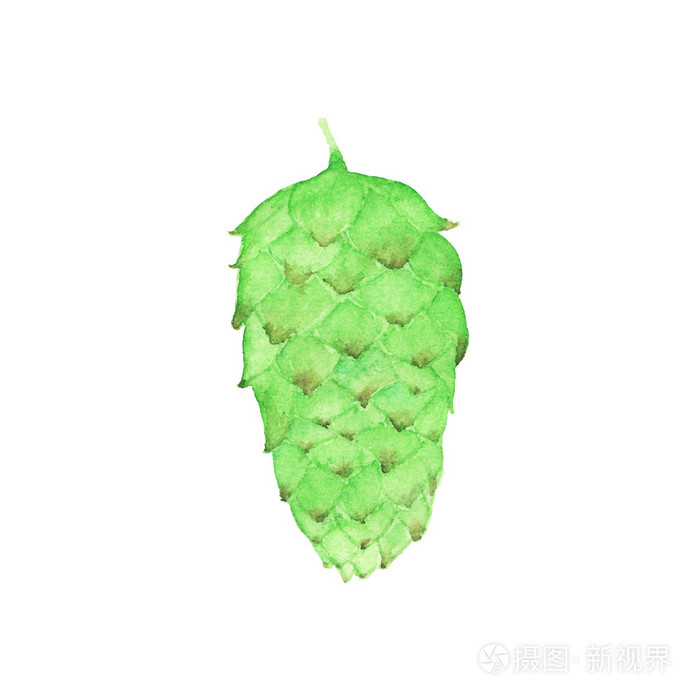 水彩蛇麻草花, 水彩画.矢量图.手绘的元素.啤酒酿造